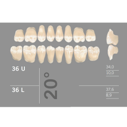 36L 20 Artic 8 zuby distlne doln (VITA A1-D4)