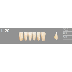L20 Artic 6 zuby front�lne doln� (VITA A1-D4)