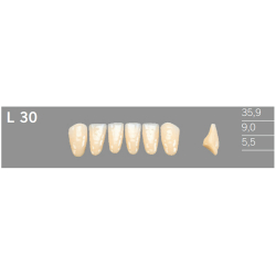 L30 Artic 6 zuby front�lne doln� (VITA A1-D4)