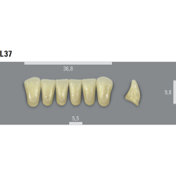 VITA MFT zuby L37