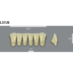 VITA MFT zuby L37LN