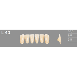 L40 Artic 6 zuby frontlne doln (VITA A1-D4)