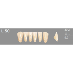 L50 Artic 6 zuby frontlne doln (VITA A1-D4)