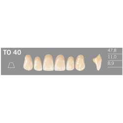 TO40 Artic 6 zuby frontálne horné (VITA A1-D4)